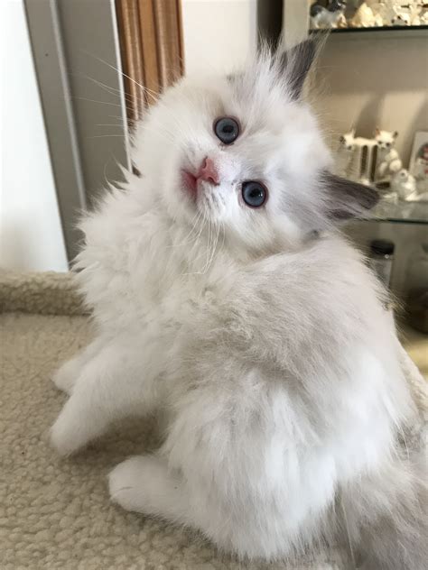 Exotic Longhair Persian Kittens for Sale. . Kittens for sale dallas